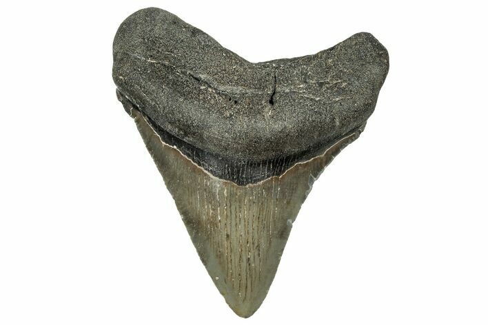 Fossil Megalodon Tooth - North Carolina #328278